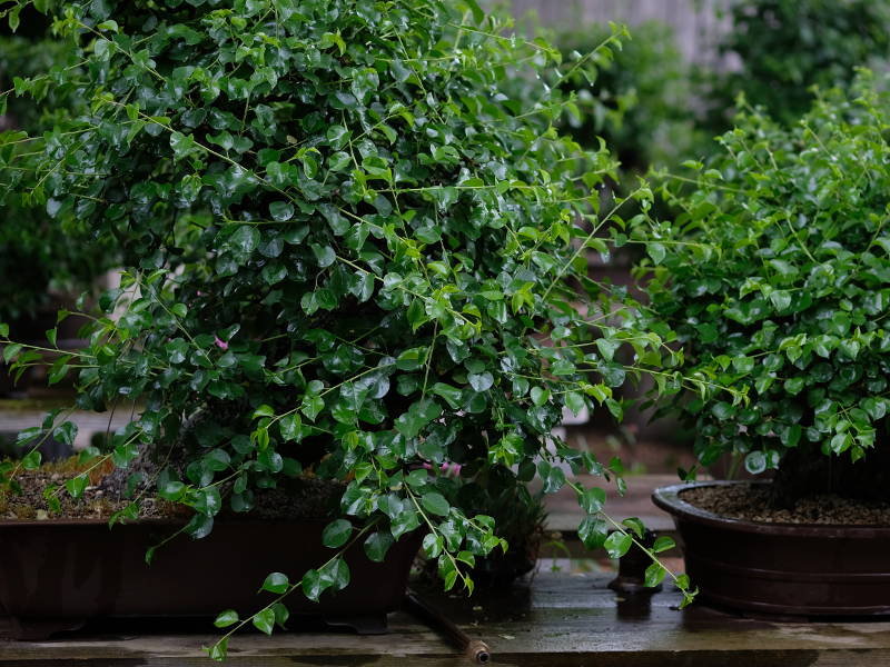 Pot à bonsaï POTERIE LESBROS - TERRE ET FEU - Fabricant à - Jarre et poterie  de jardin - Activargile Provence