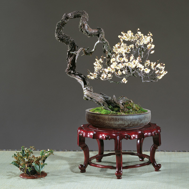 pot-bonsai-craquele-gris